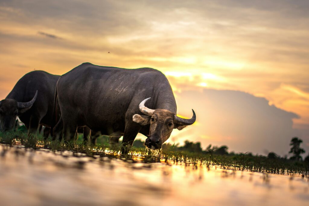 water buffalo