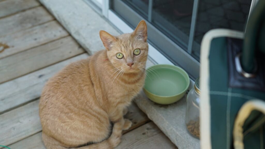 Cat with water bowl