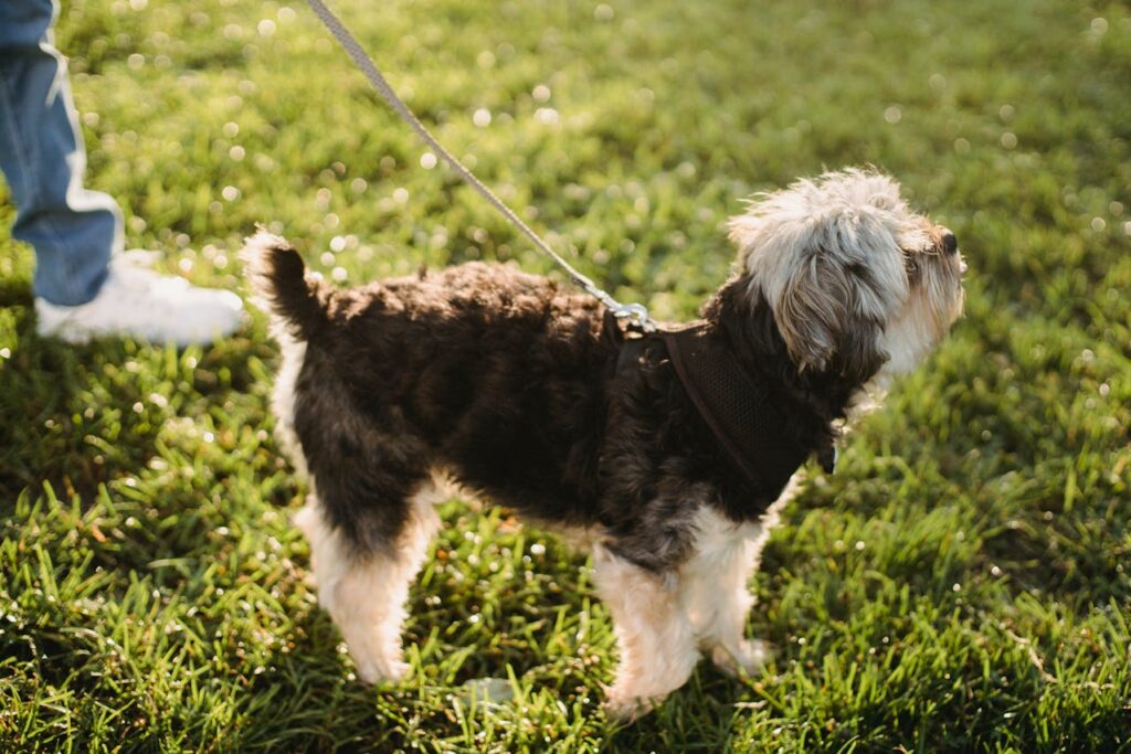 Dog in sunlight