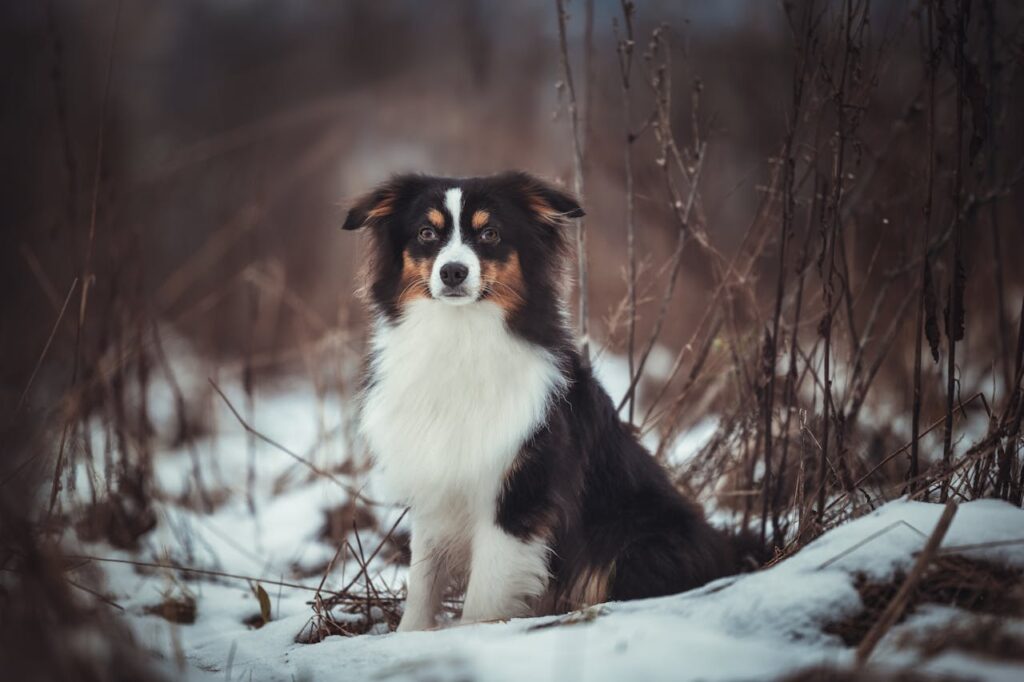 Australian Shepherd