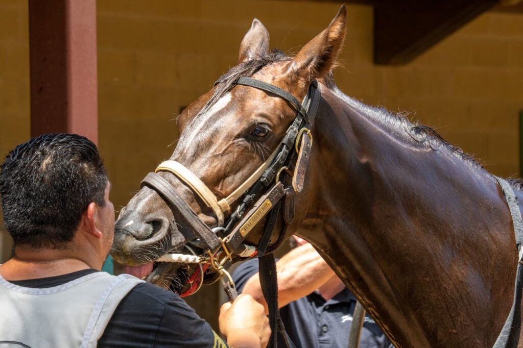 Rescue Horse and Trainer’s Connection