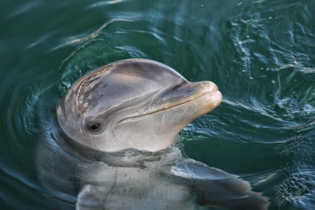 Common Bottlenose Dolphin