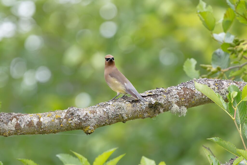 Cedar Waxwing