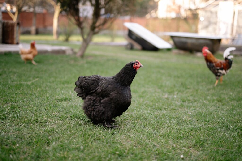 Chicken in garden