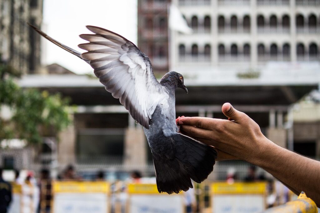 Bird on human hand