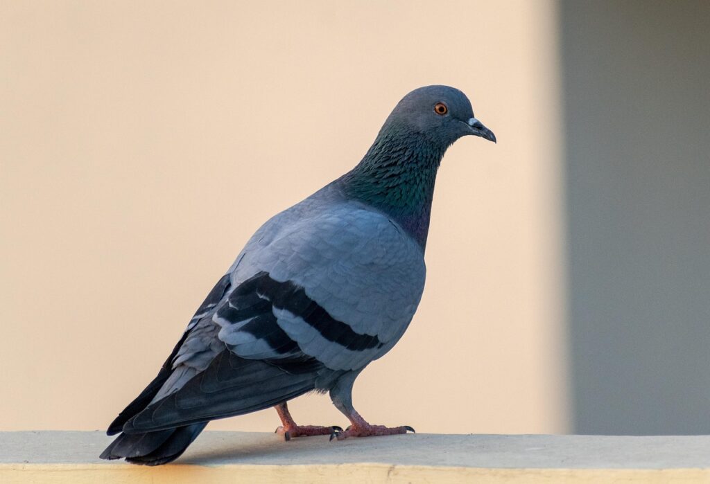 Pigeon