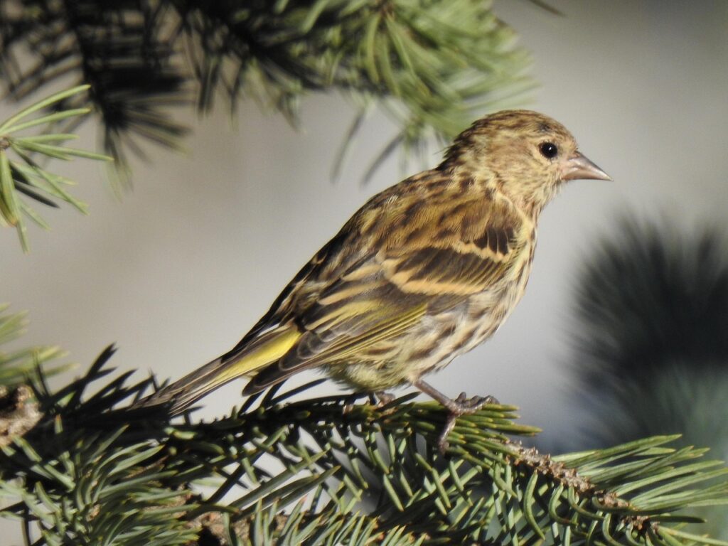 pine-siskin-5680069_1280