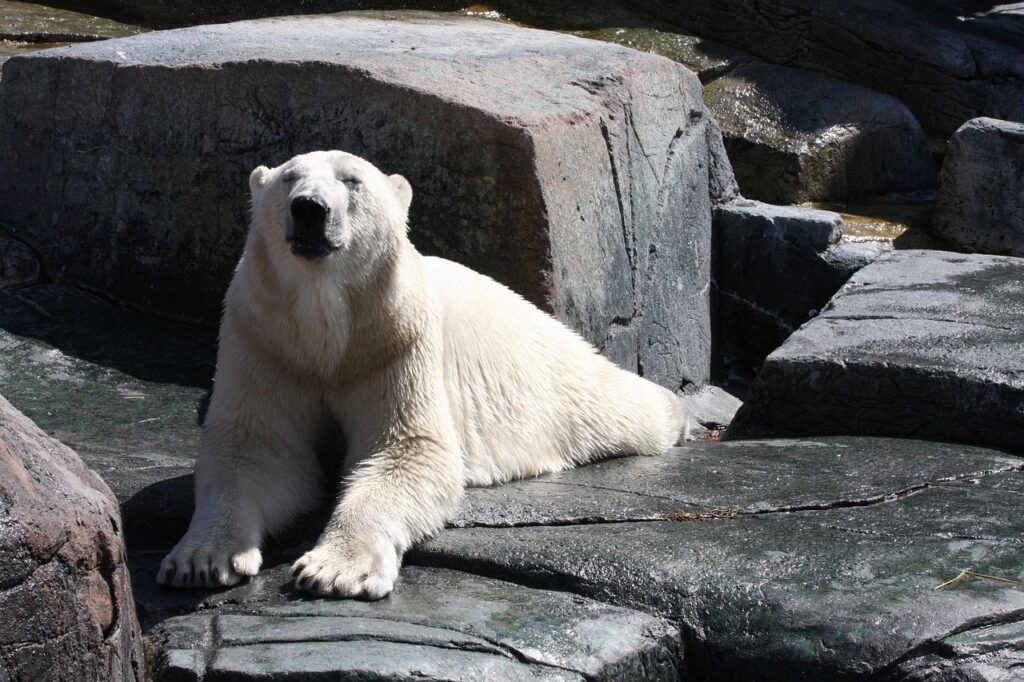 Polar Bear