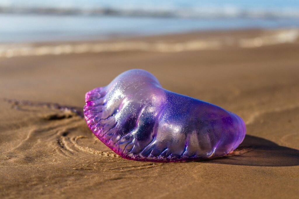 Portuguese Man O’ War