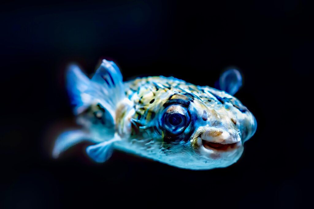 Pufferfish