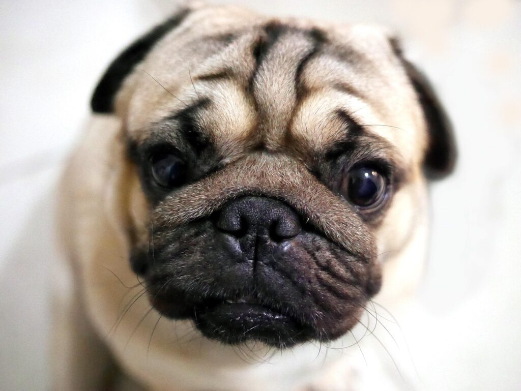 pug