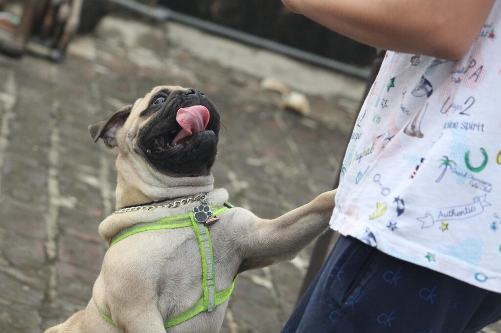 pug-2494575_1280