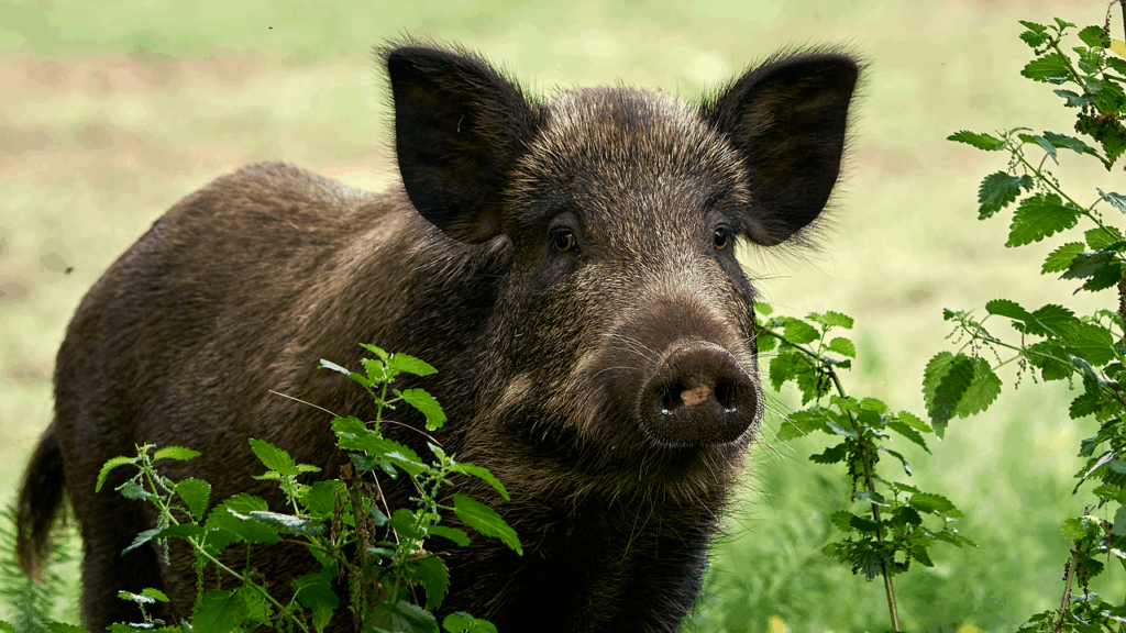 Pig