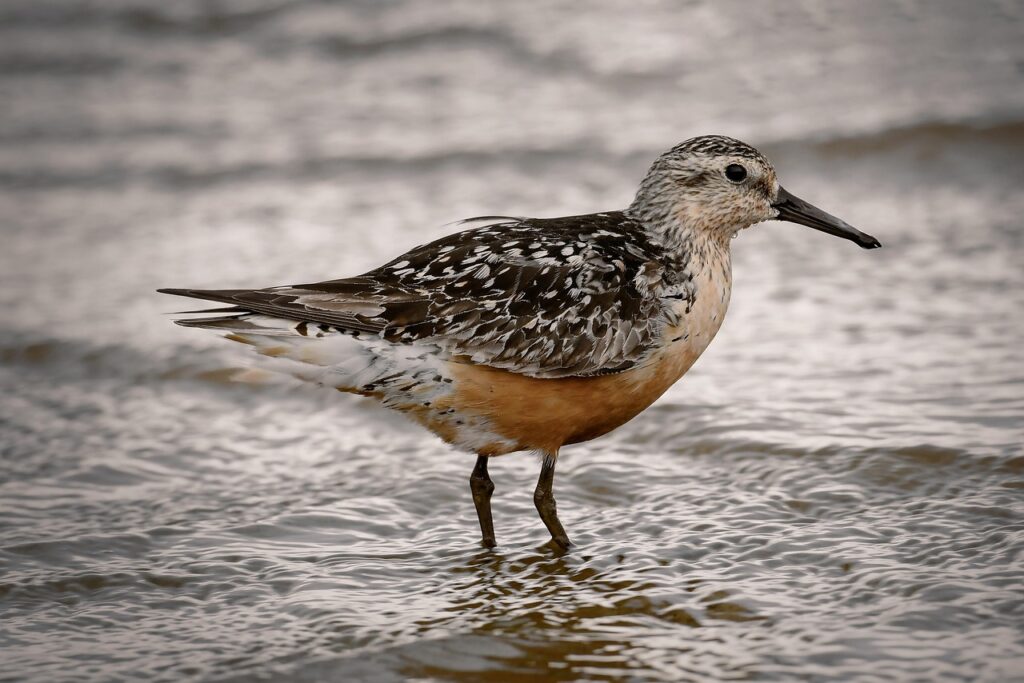 red-knot-6579210_1280