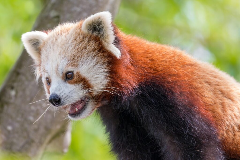 Red panda