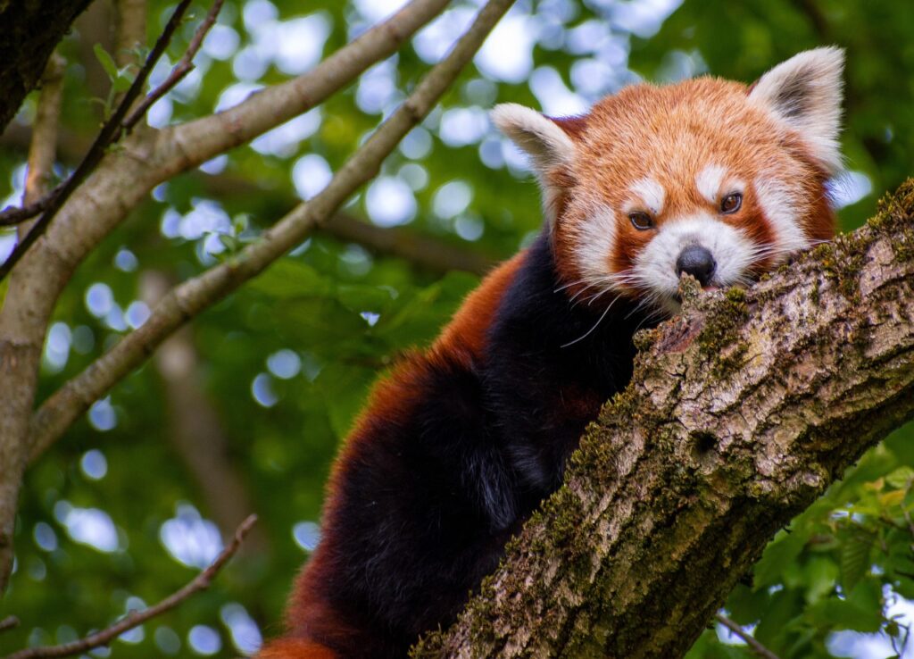 Red panda climbing