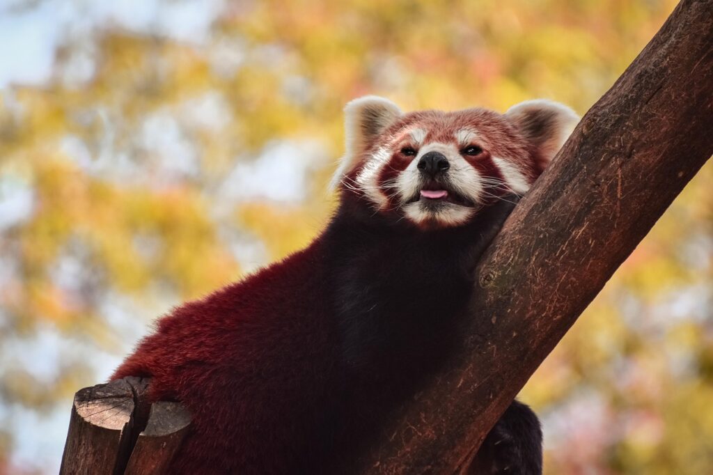Red panda