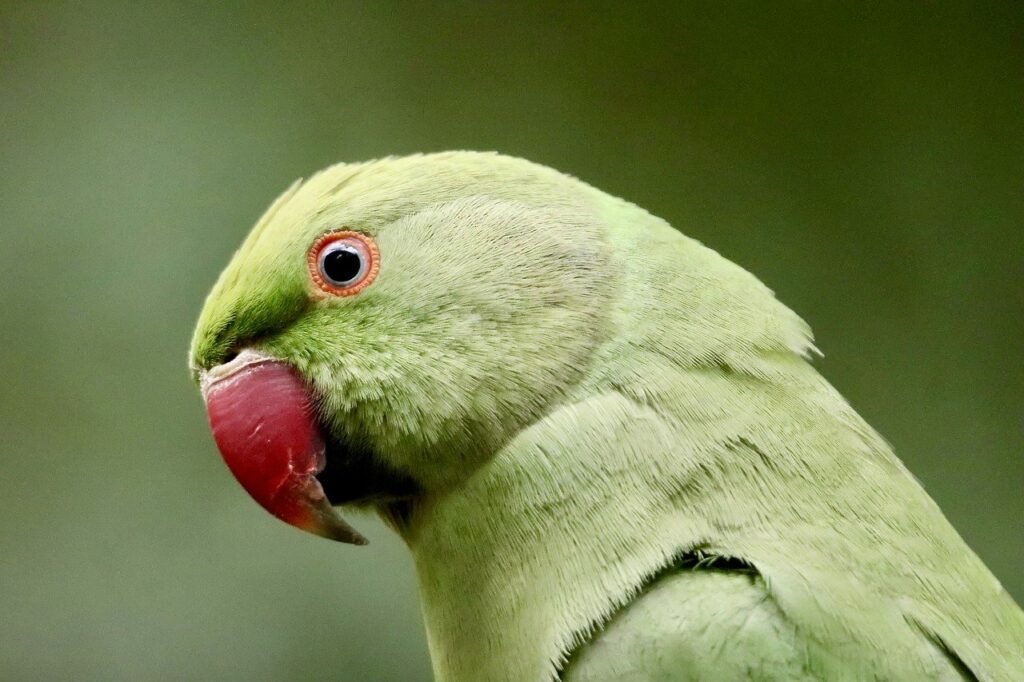 ring-necked-parakeet-9663360_1280