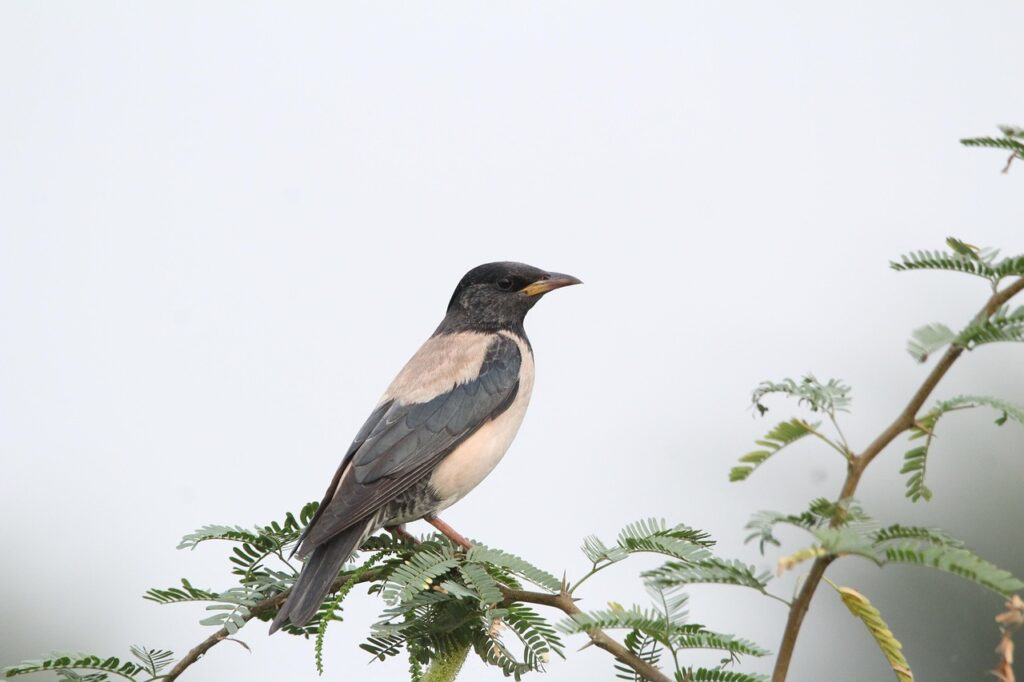 Rosy Starling