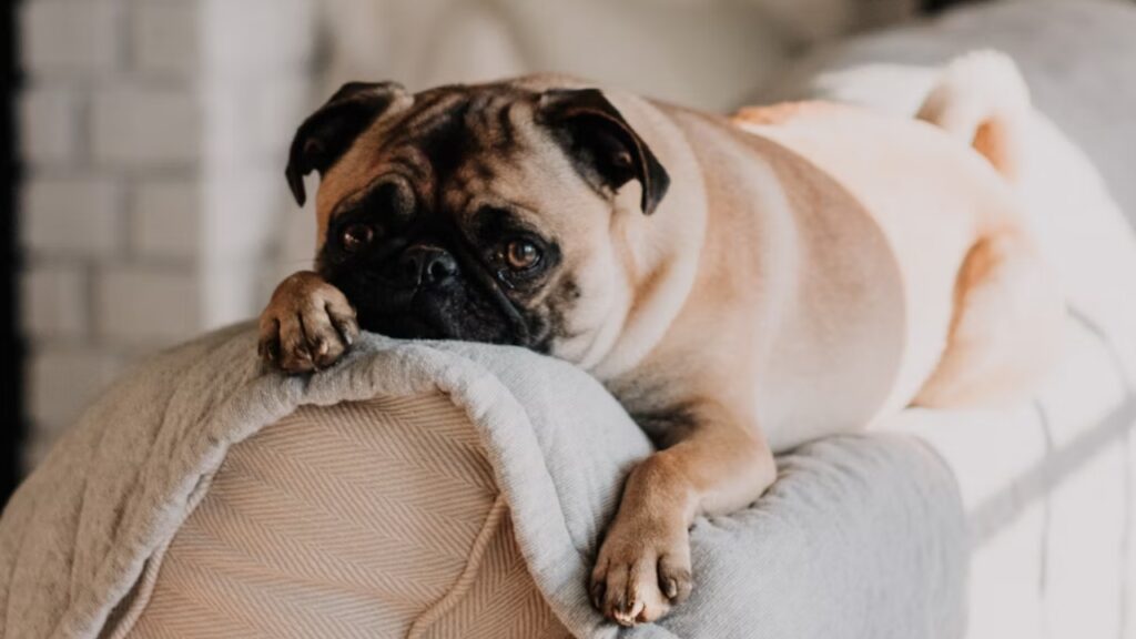Pug