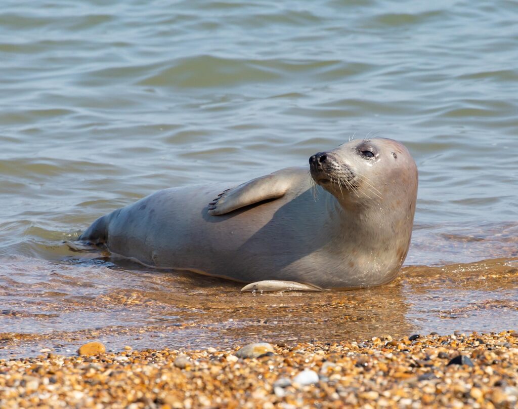 Seal Pup