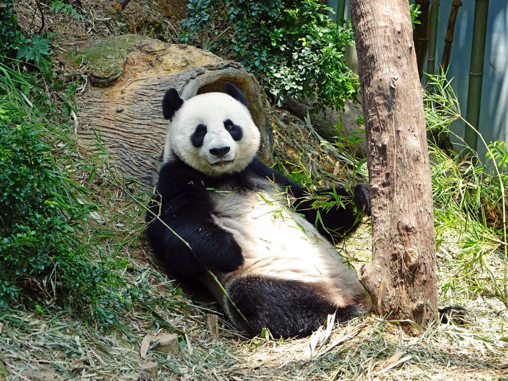 Giant panda full body photo in forest