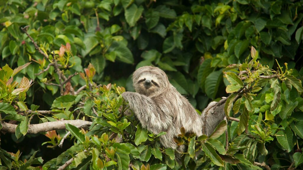 Sloths