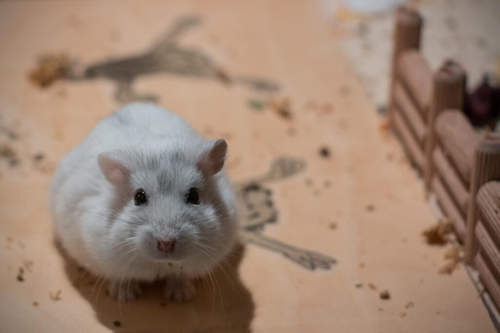 dwarf hamster