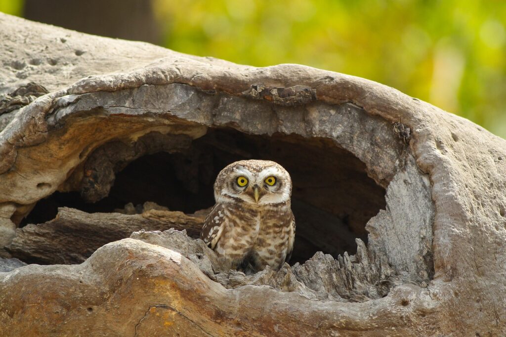 Spotted Wood Owl