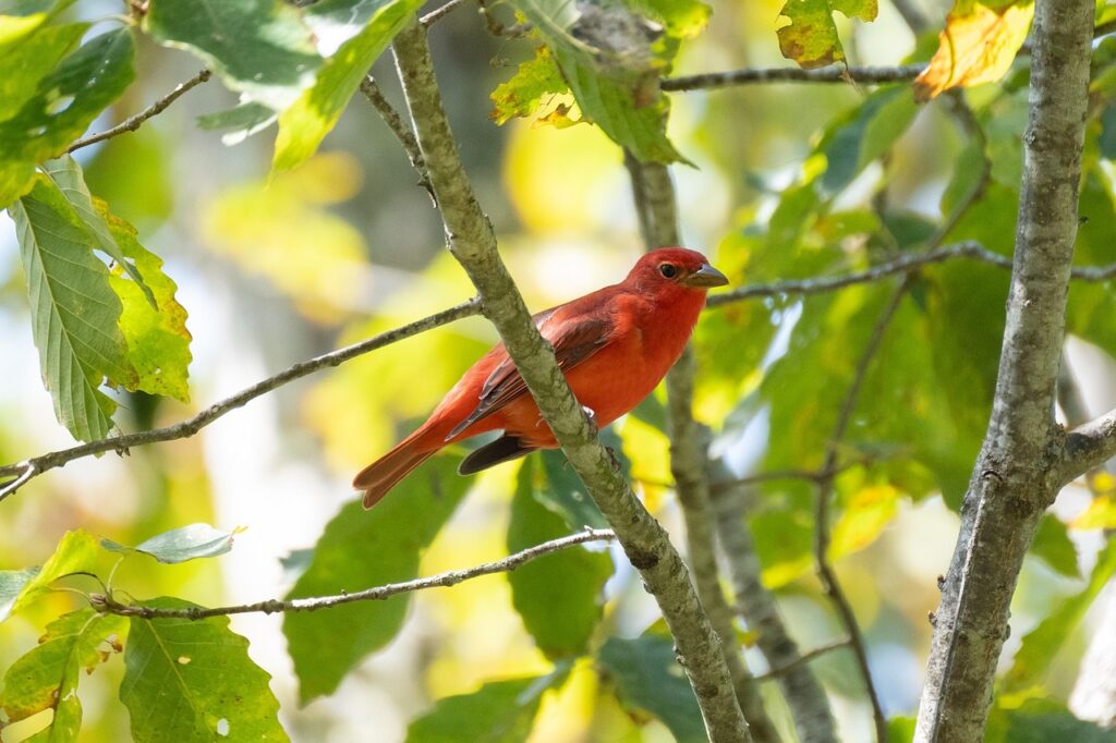 summer-tanager-5739887_1280
