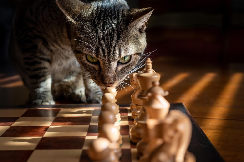 Tabby cat