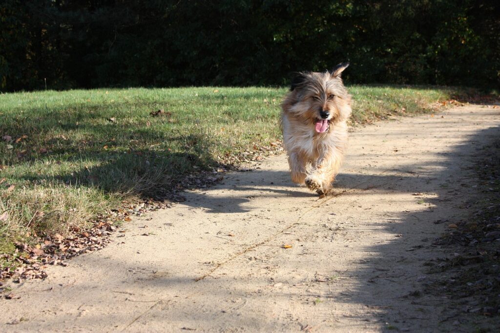Dog walking sidewalk summer