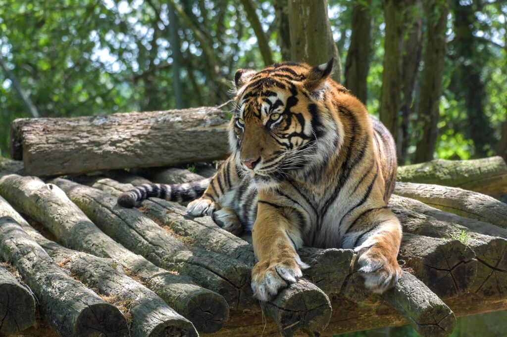 Sumatran Tiger