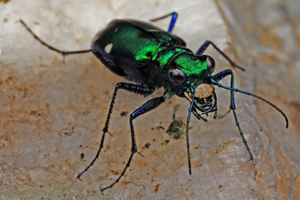 Tiger Beetle