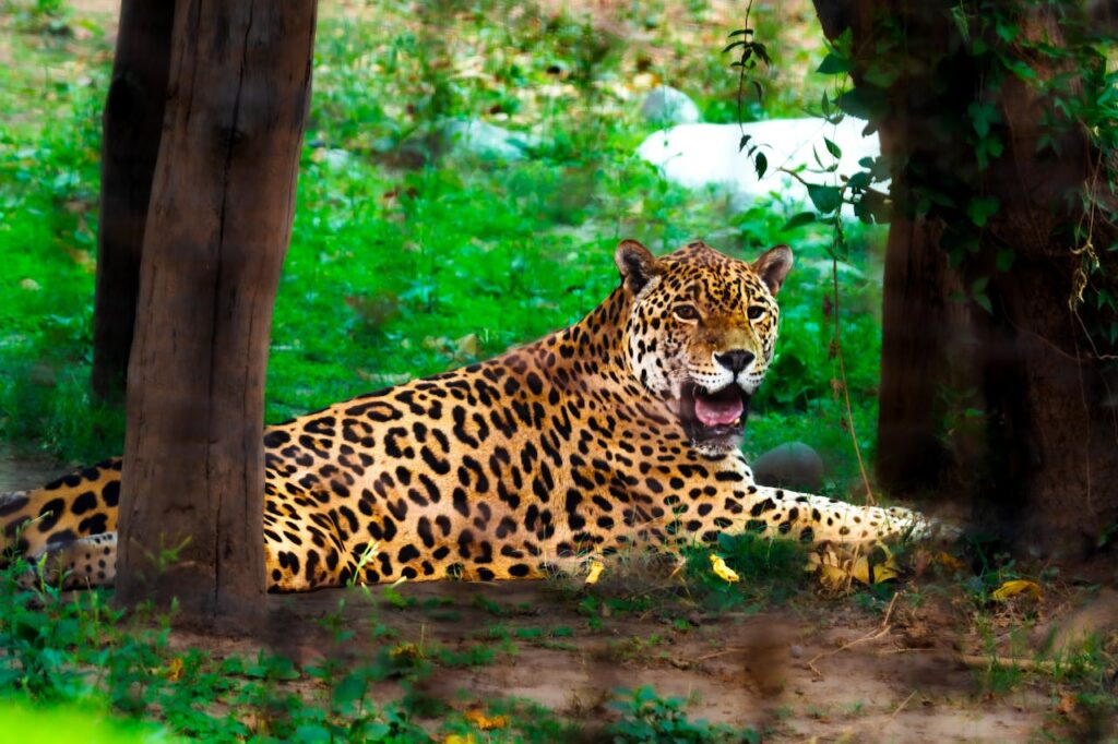 Jaguar