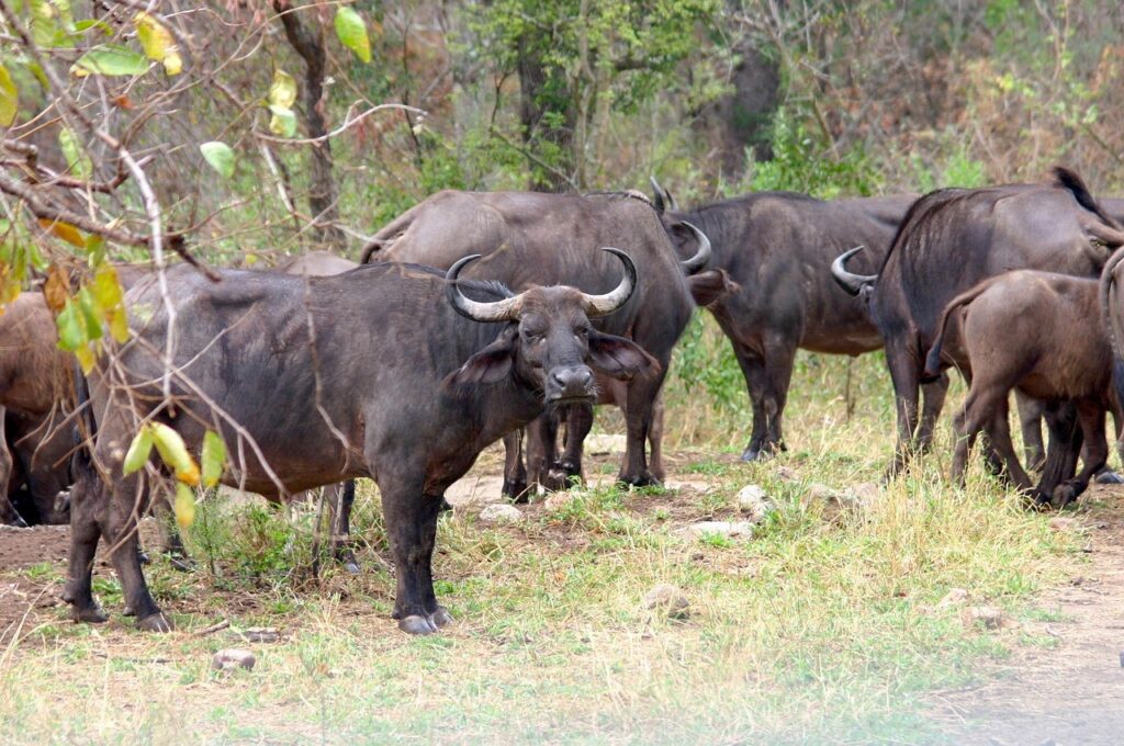 water buffalo