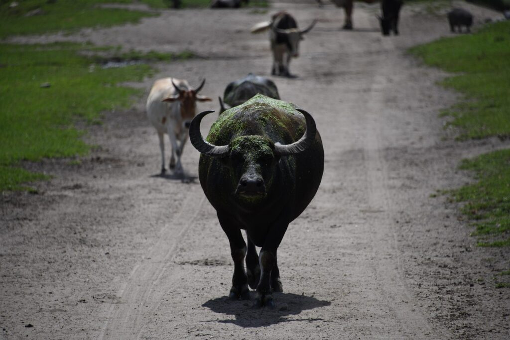water buffalo
