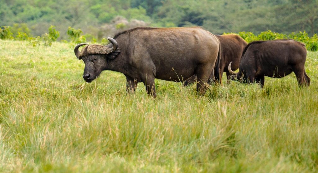 water buffalo