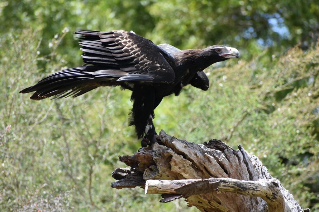 Wedge-tailed Eagle