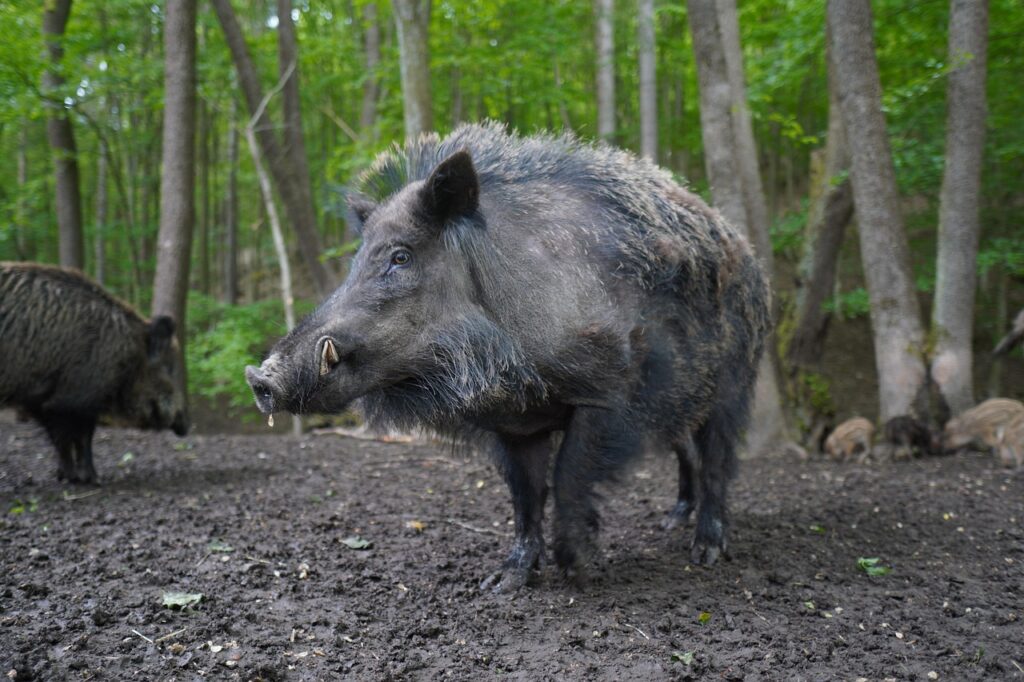 Wild boar in forest