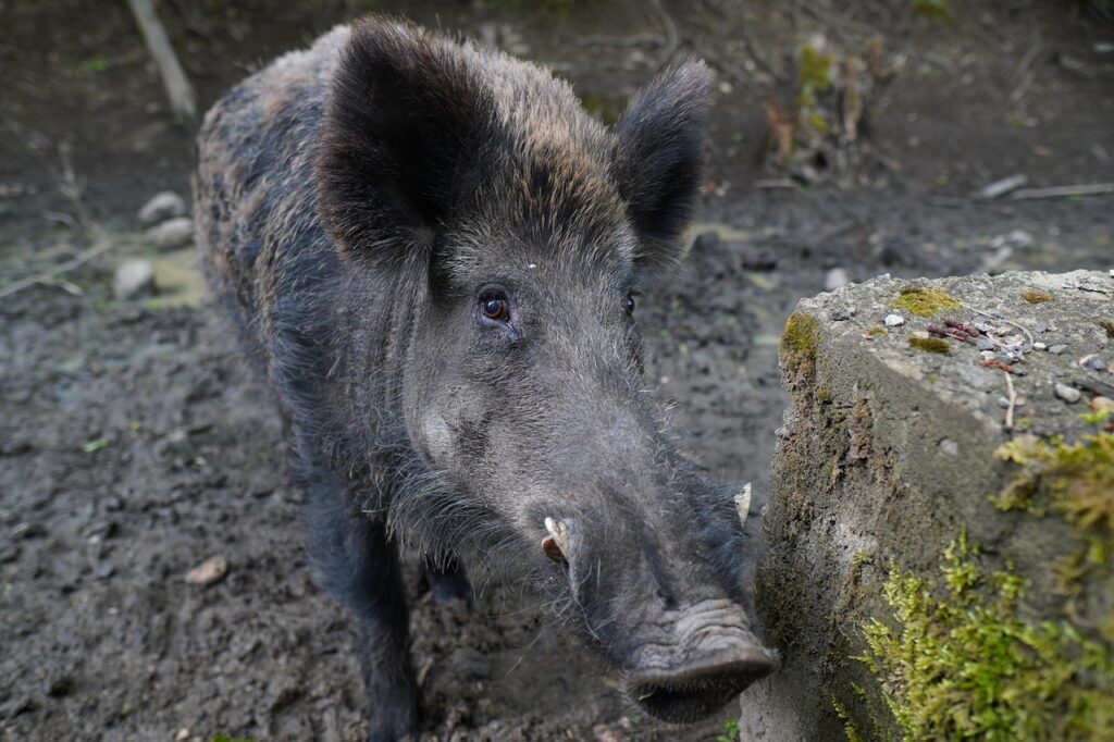 Wild boar in forest