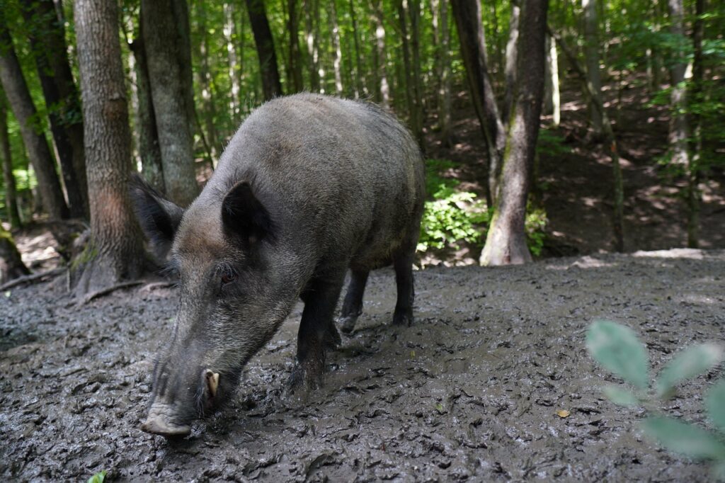 Wild boar in forest