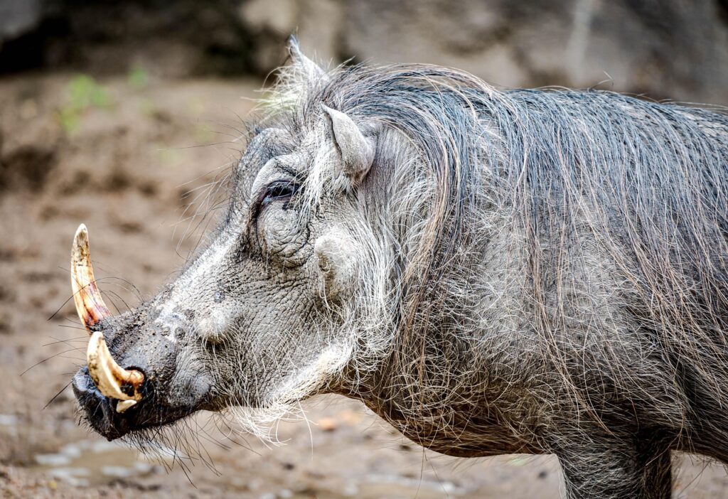 Wild boar in forest