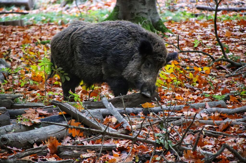 Wild boar in forest