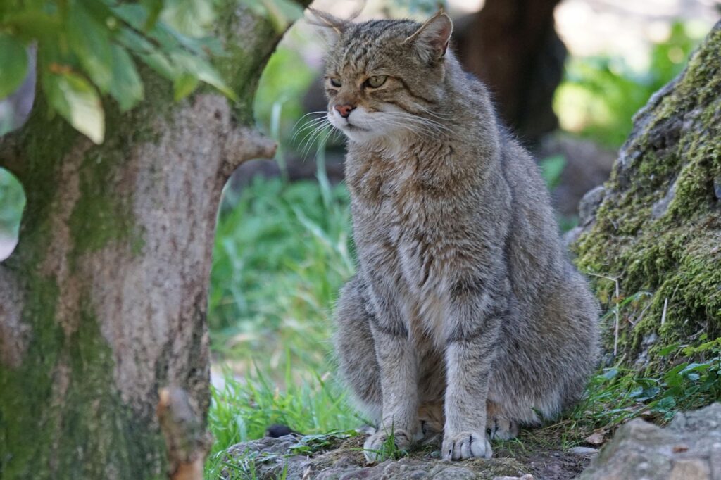European Wildcat