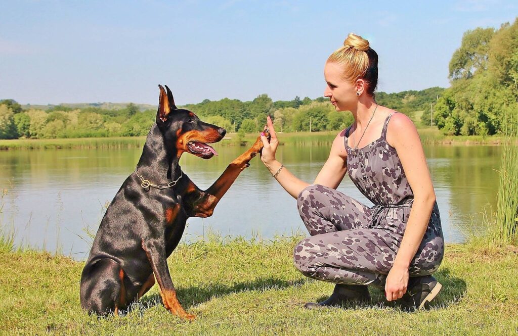 Doberman Pinscher