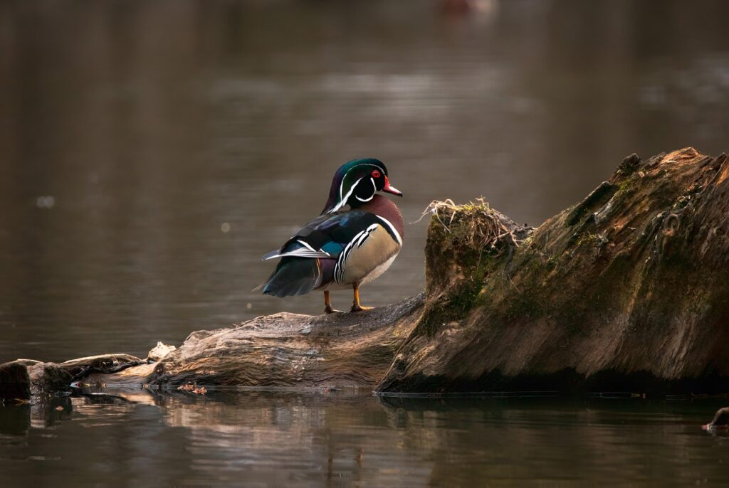 Wood duck
