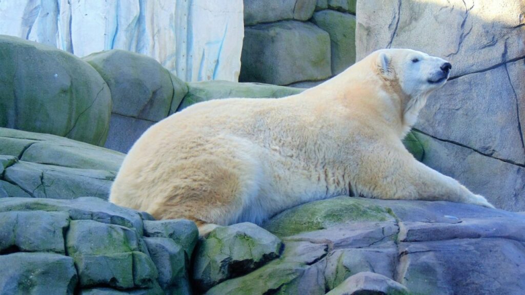 Polar Bear