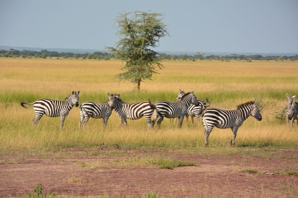 zebras-1016064_1280